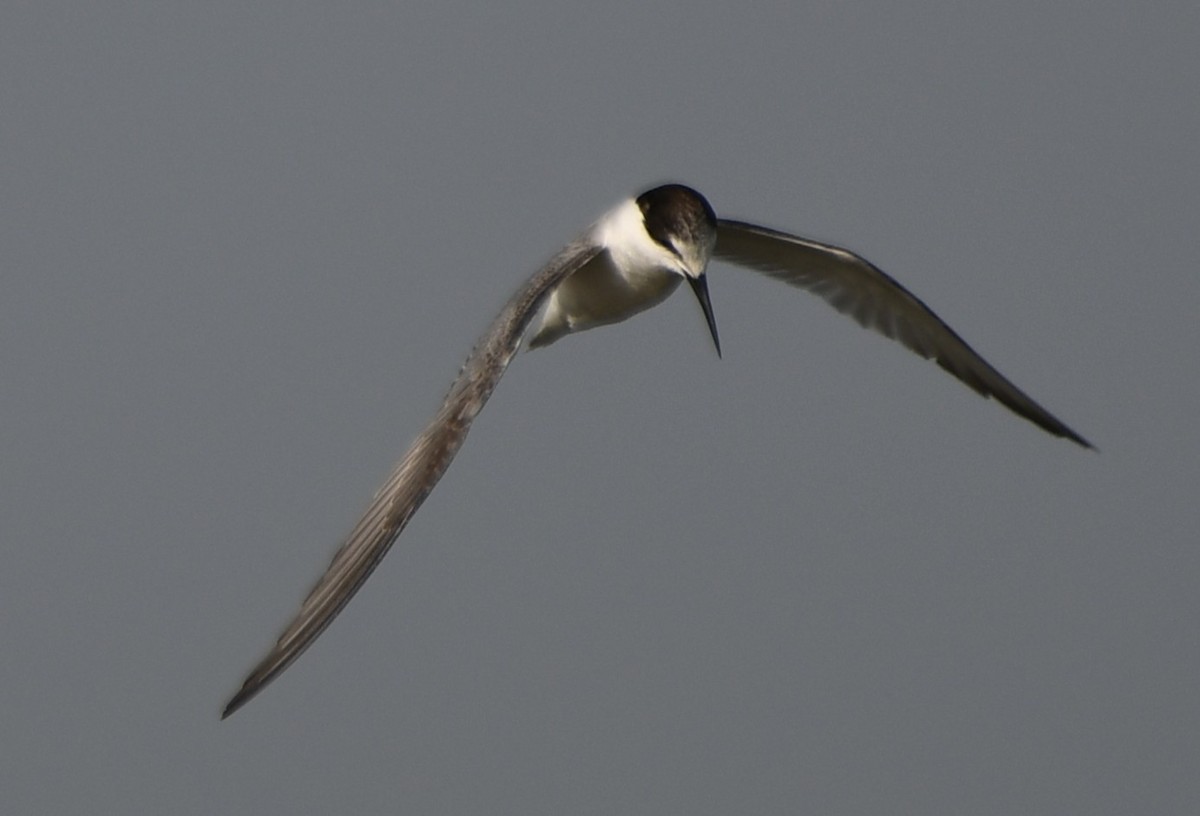 Little Tern - ML642699227