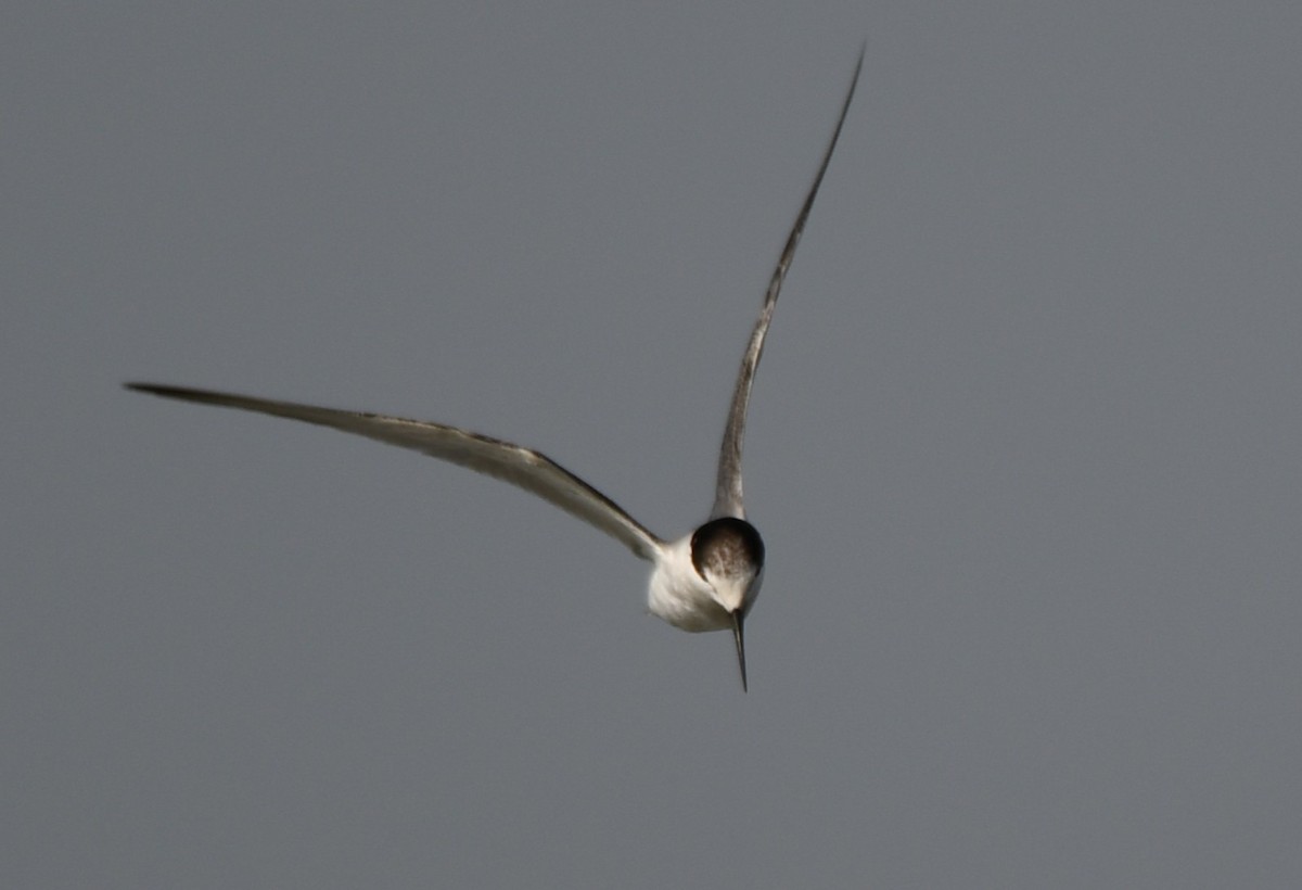 Little Tern - ML642699234