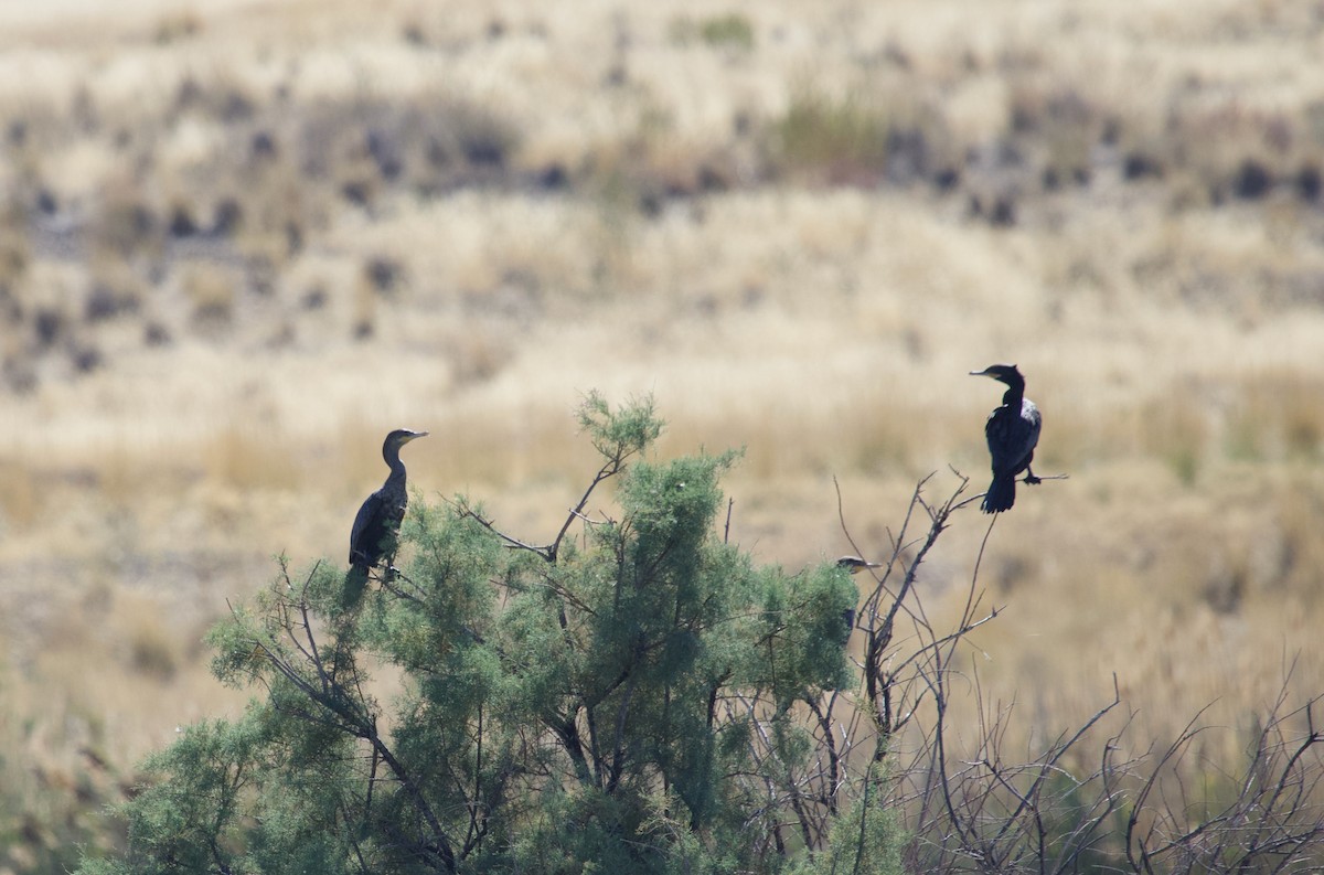 Neotropic Cormorant - ML642699241