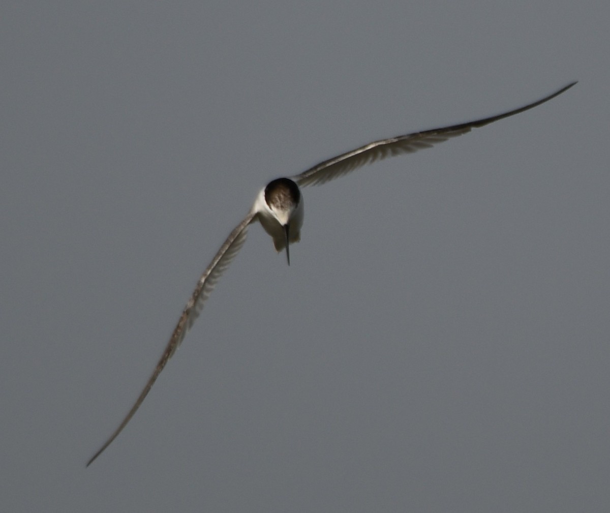 Little Tern - ML642699242