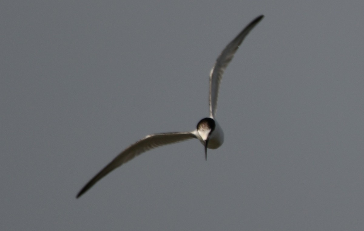 Little Tern - ML642699245