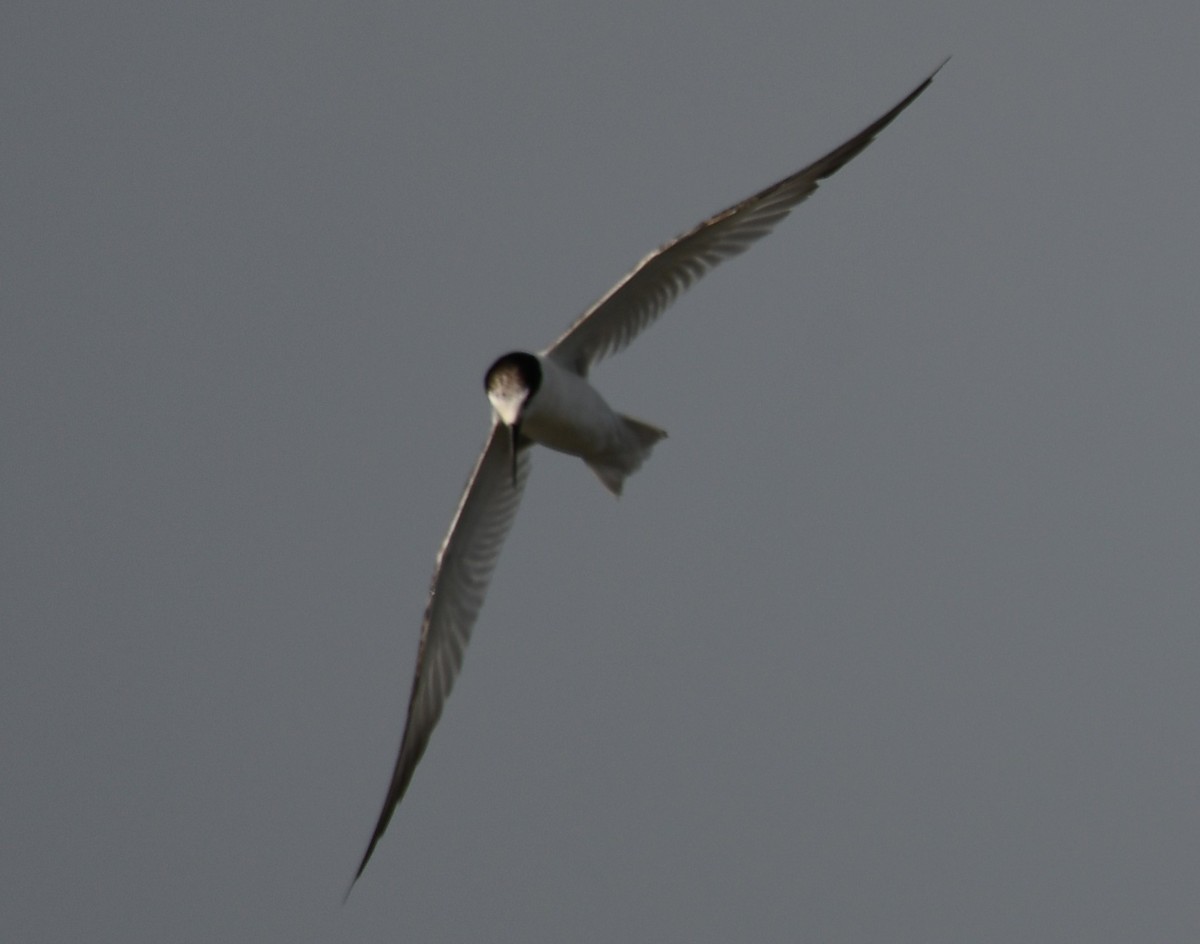 Little Tern - ML642699247