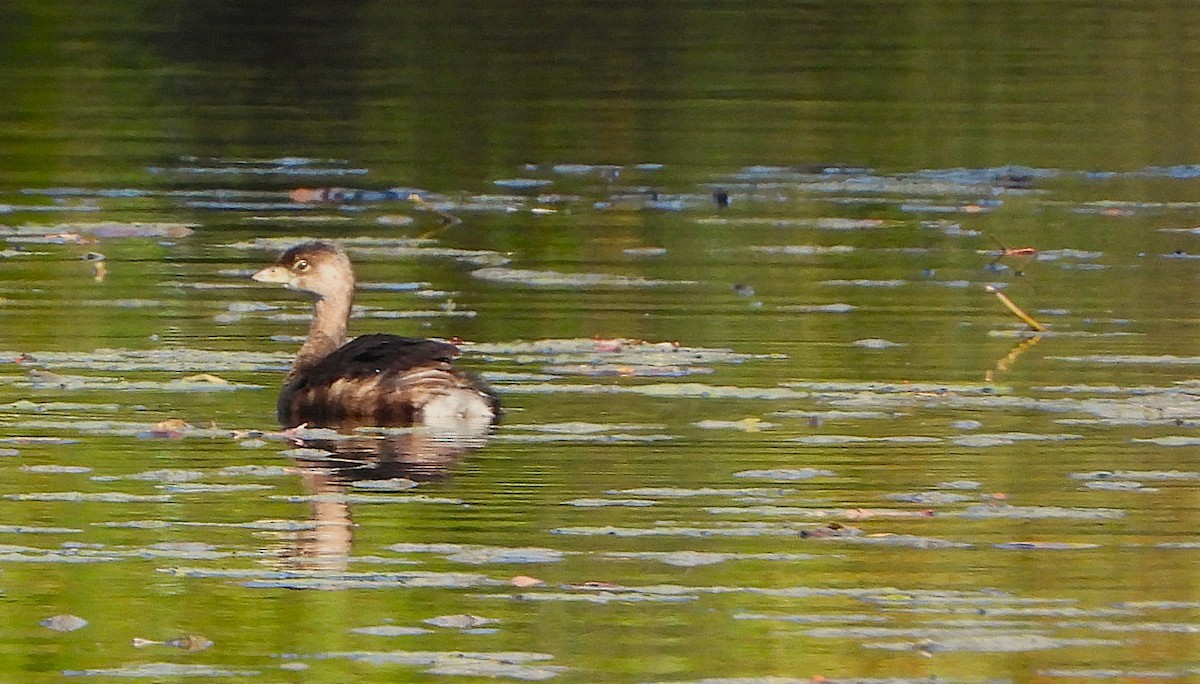 Pied-billed Grebe - ML642699248