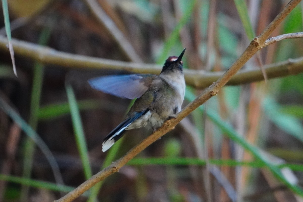 Андский цветноголов - ML642699250