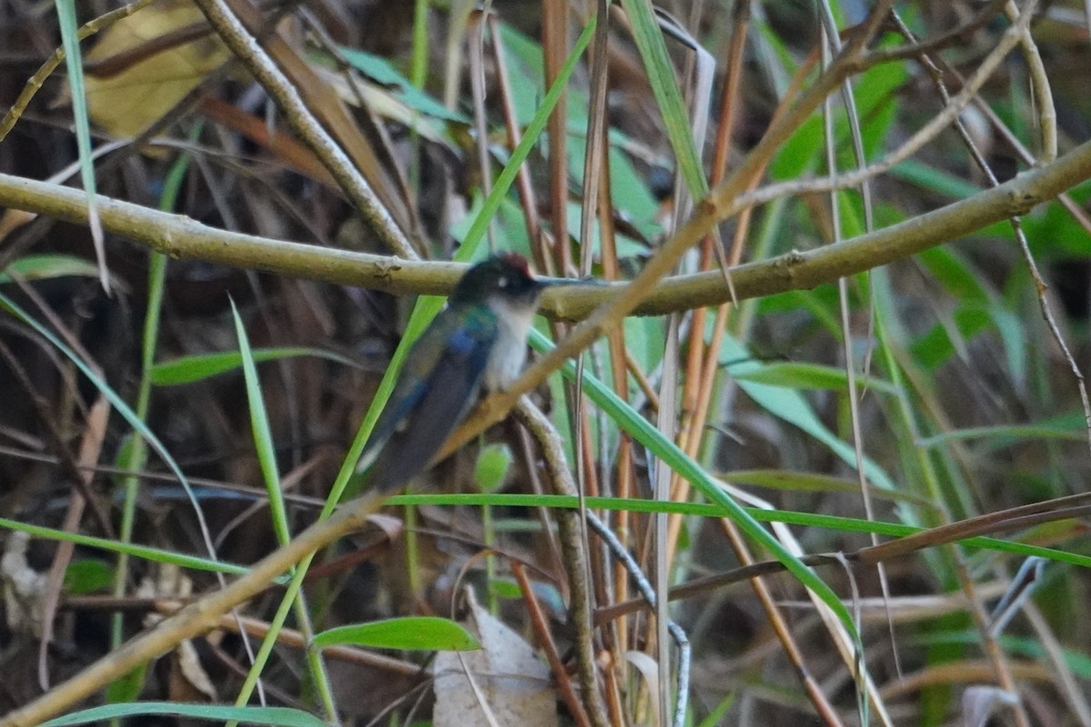 Андский цветноголов - ML642699251
