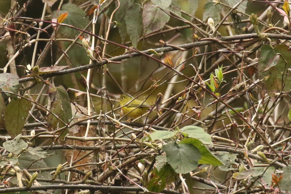 budníček himálajský - ML642699253