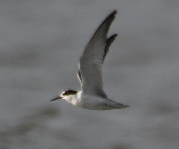 Little Tern - ML642699256