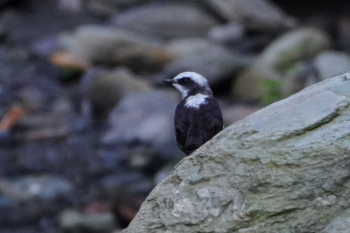 White-capped Dipper - ML642699259