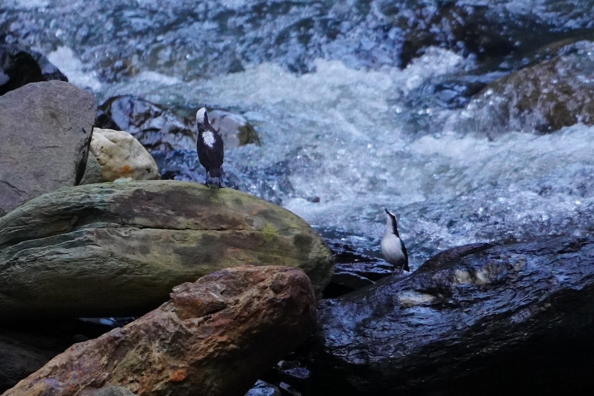White-capped Dipper - ML642699260