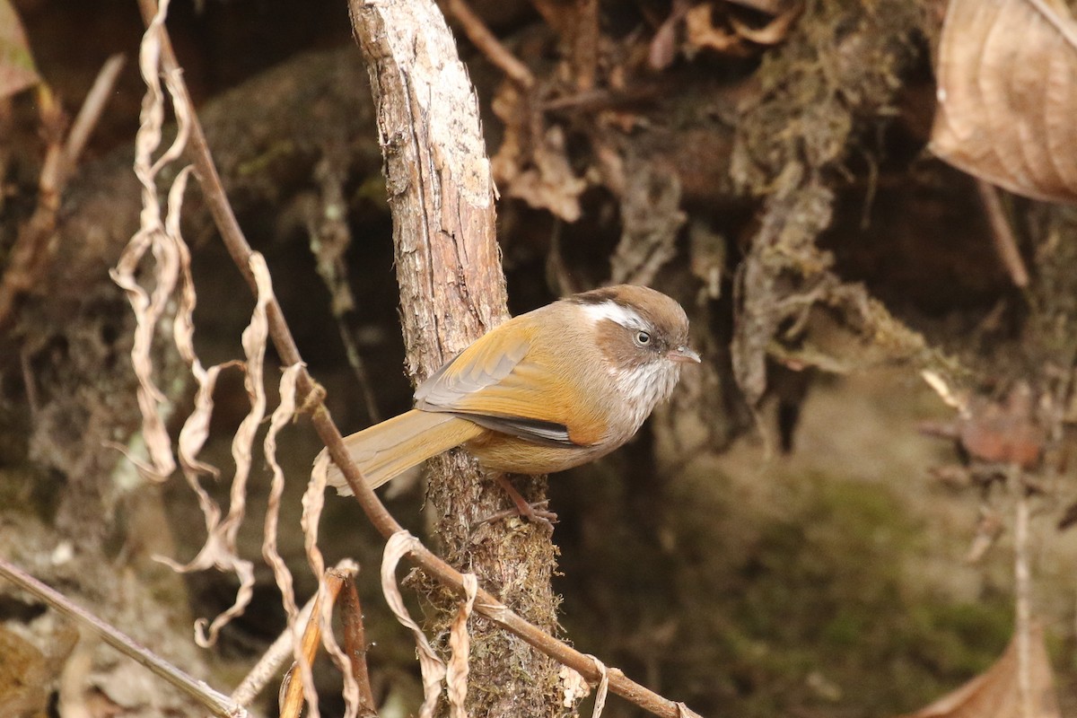 White-browed Fulvetta - ML642699262