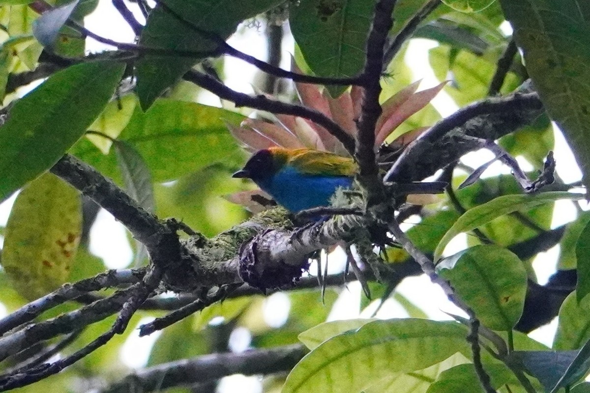 Bay-headed Tanager - ML642699263