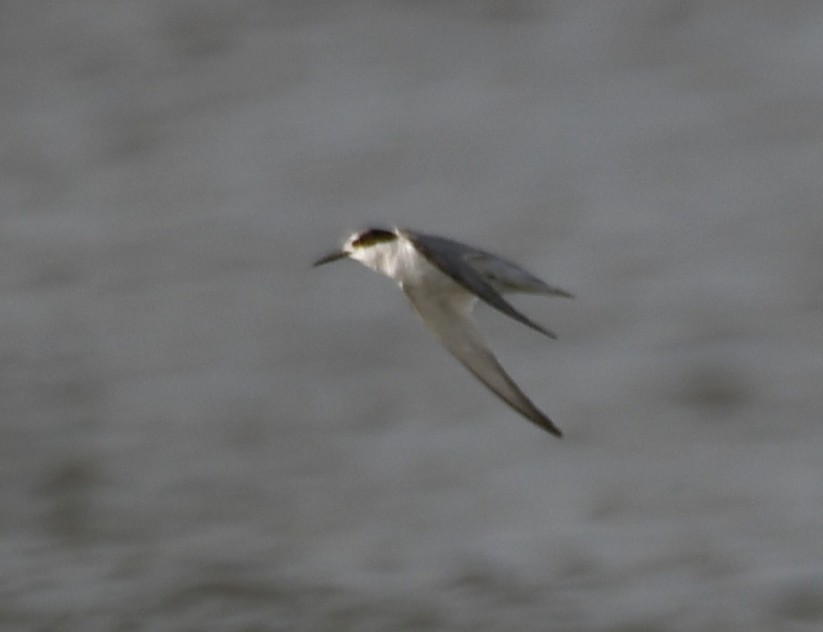 Little Tern - ML642699264