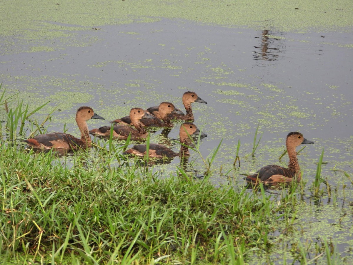 Lesser Whistling-Duck - ML642699270