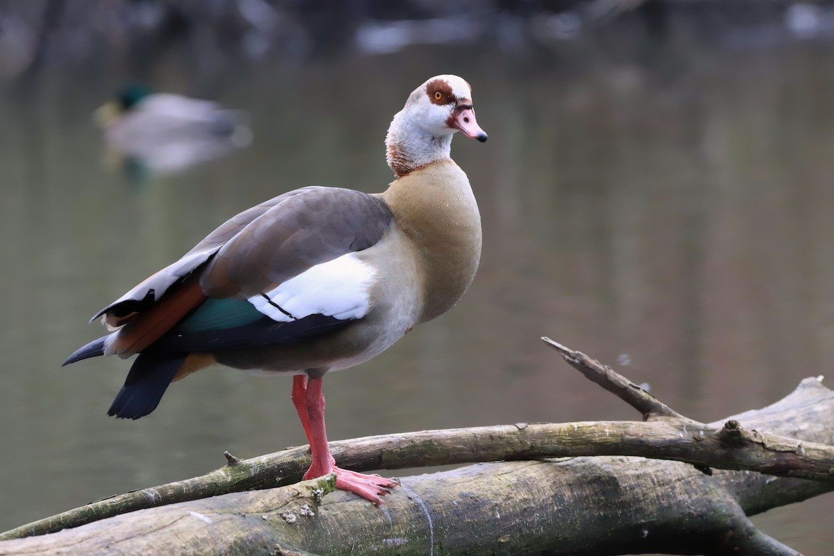Egyptian Goose - ML642699277