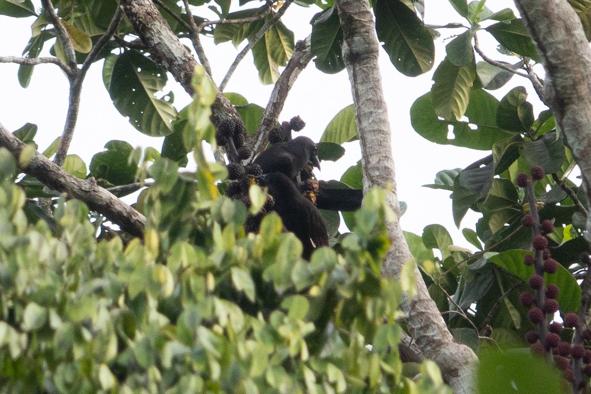 Halmahera Paradise-crow - ML642699278