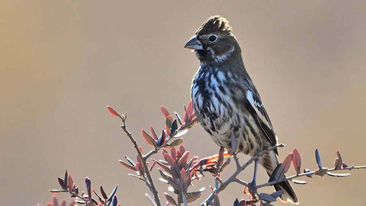 Lark Bunting - ML642699279