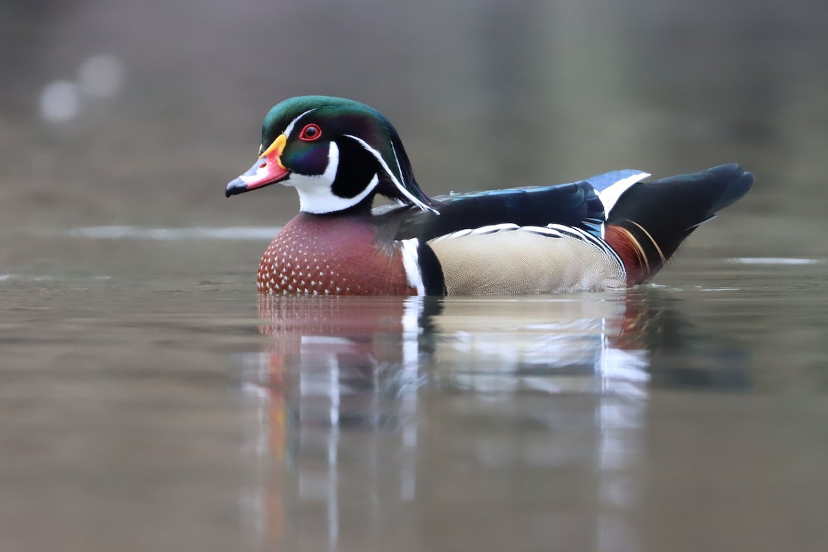 Wood Duck - ML642699280