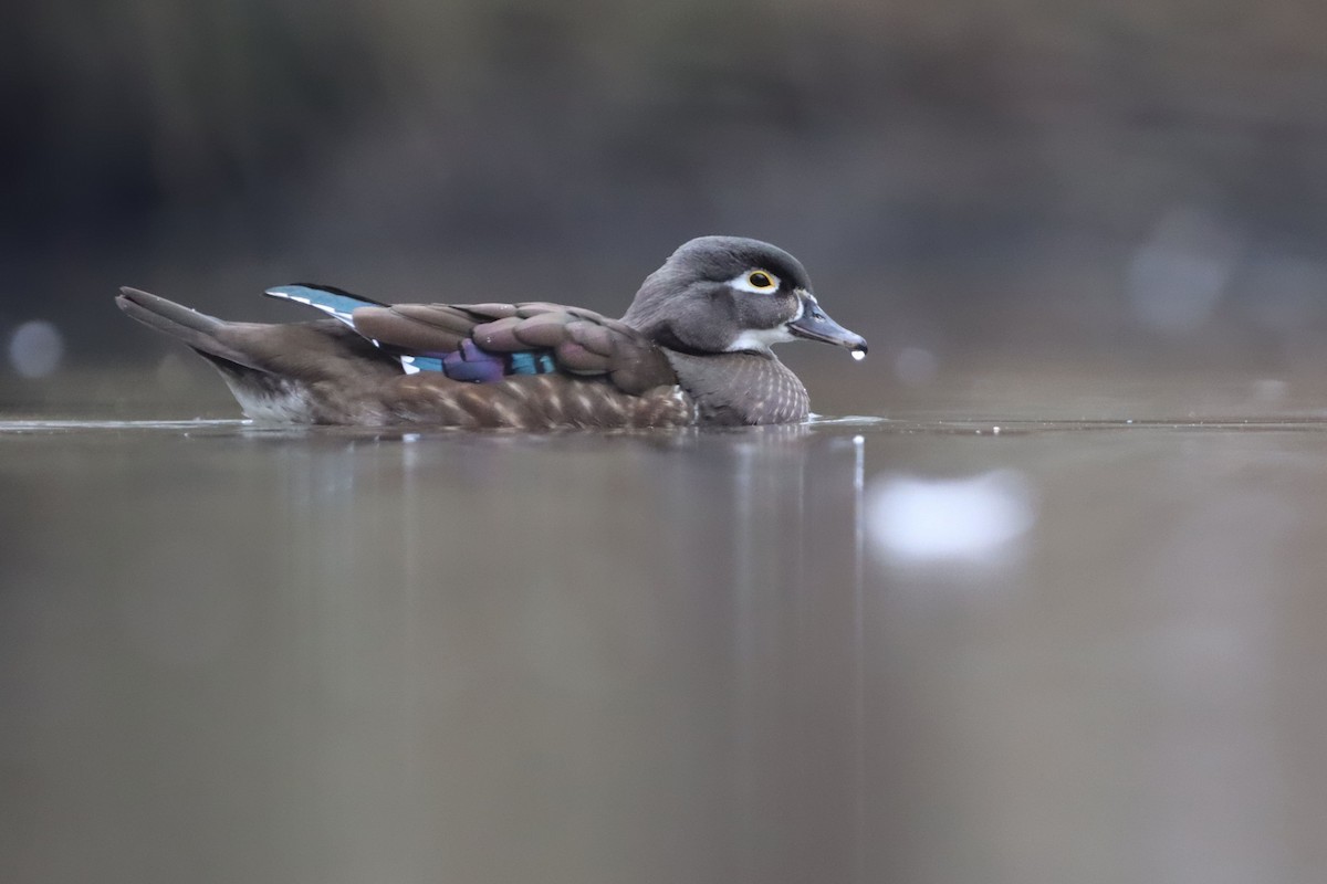 Wood Duck - ML642699281