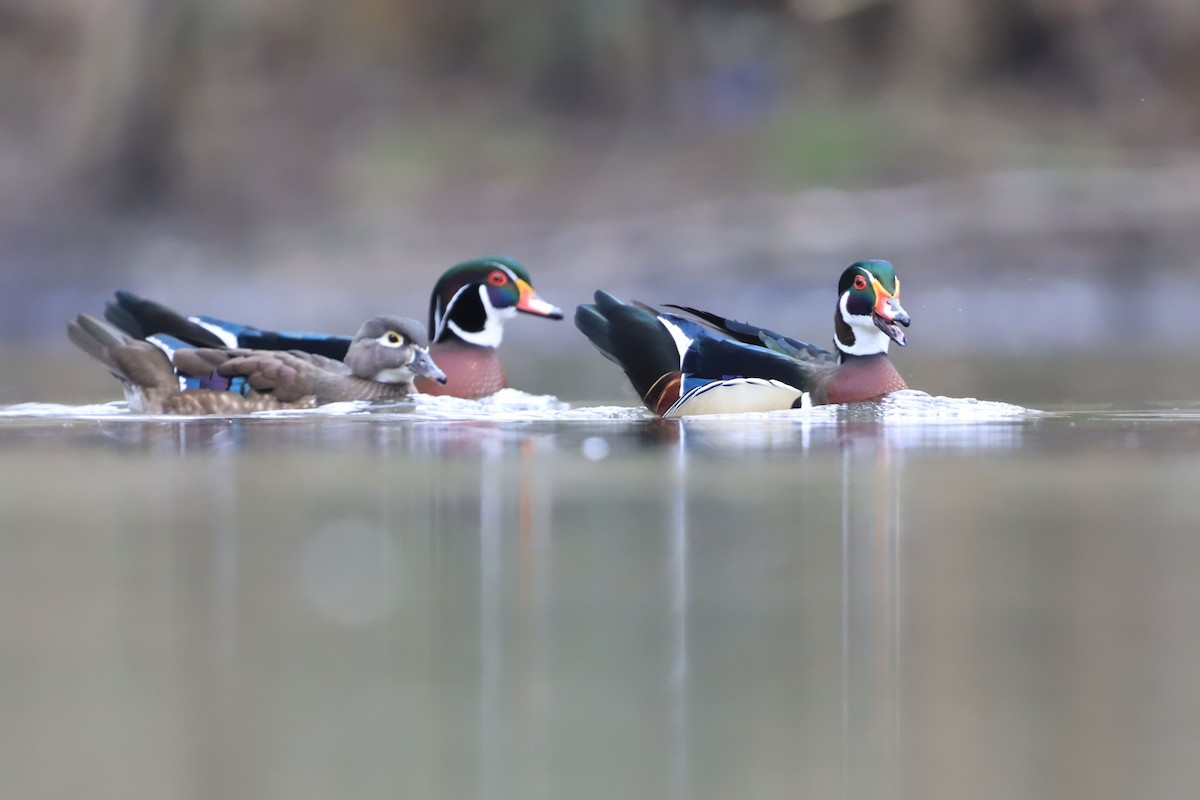 Wood Duck - ML642699282