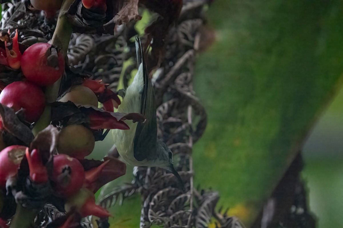 Black Sunbird (Moluccan) - ML642699288