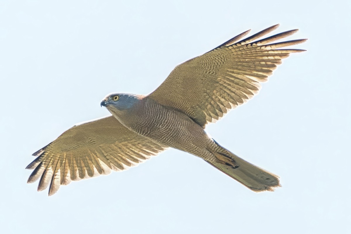 Brown Goshawk - ML642699292