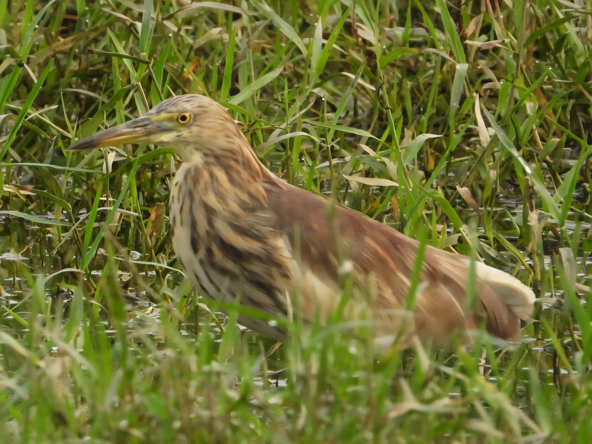 Indian Pond-Heron - ML642699300