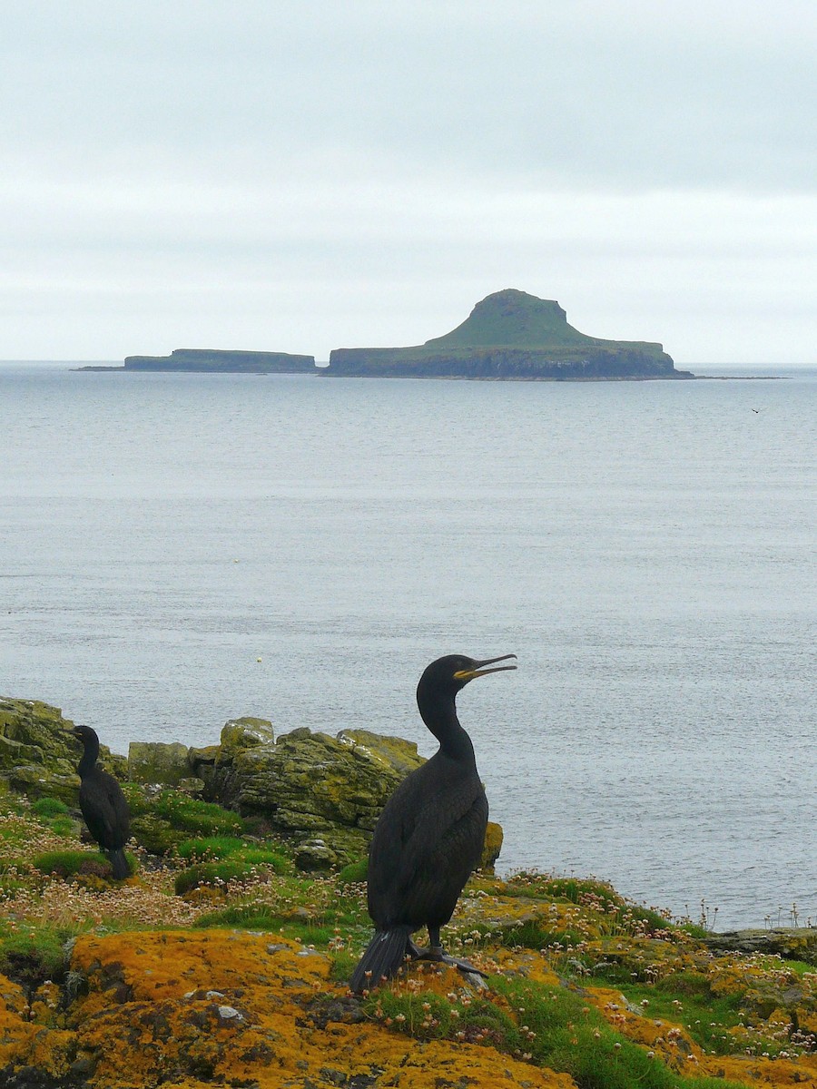 European Shag - ML642699301