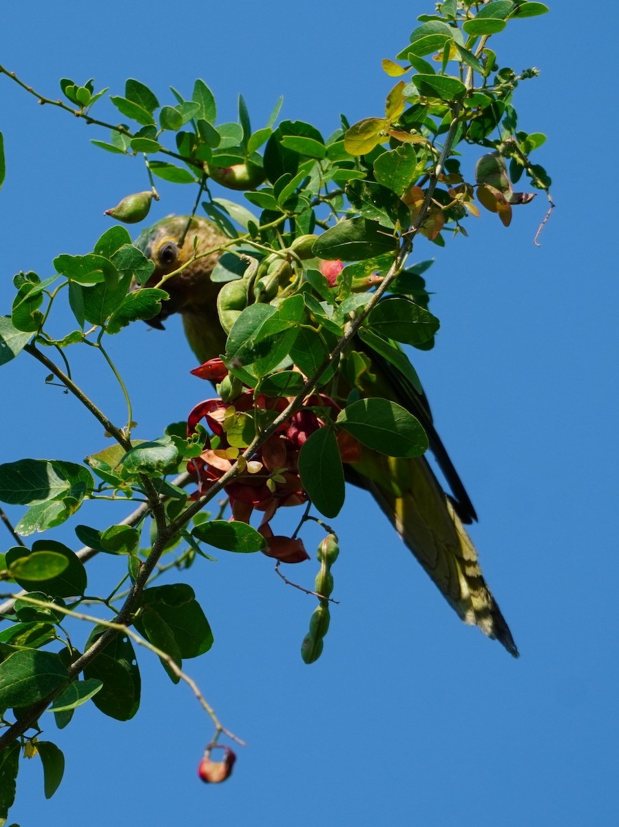 Brown-throated Parakeet - ML642699310