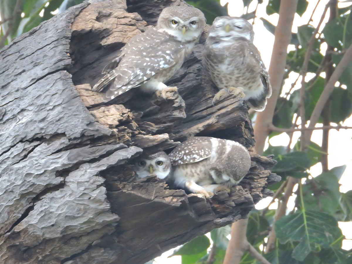 Spotted Owlet - ML642699314
