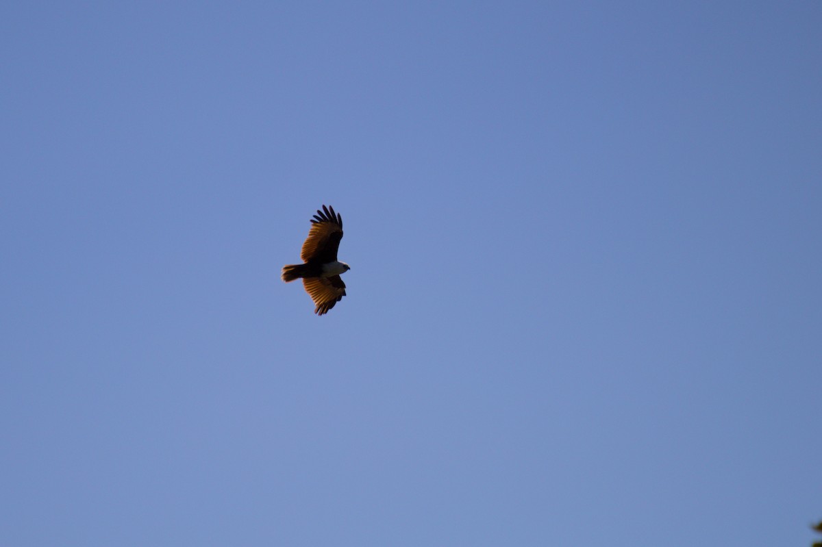 Brahminy Kite - ML642699315