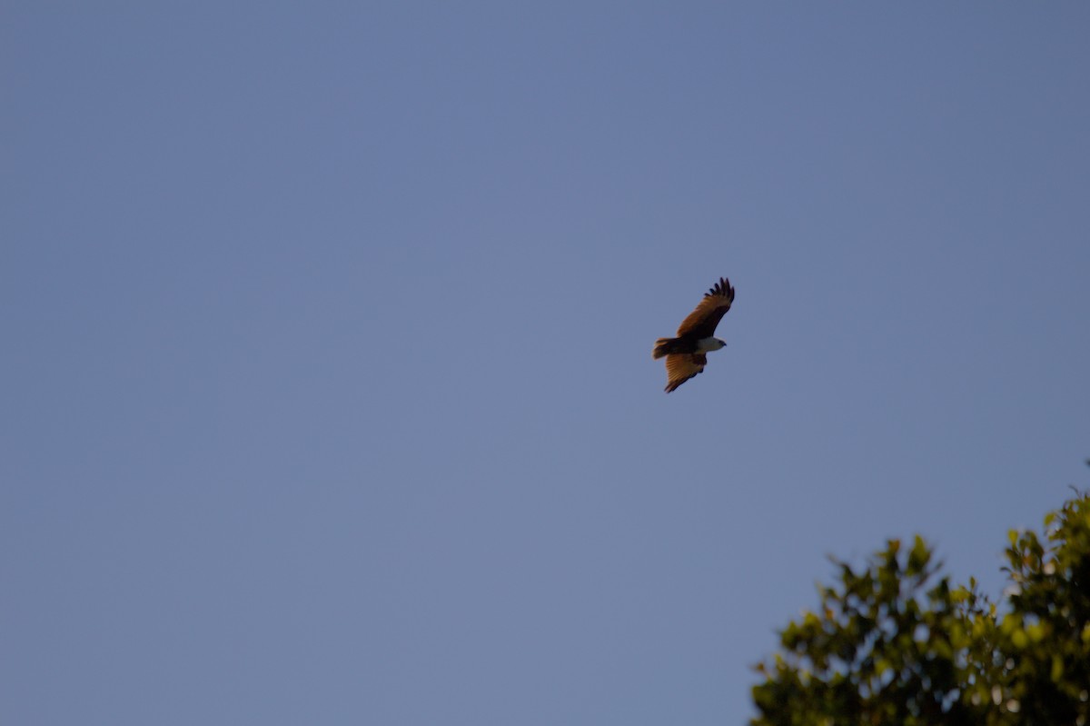 Brahminy Kite - ML642699316