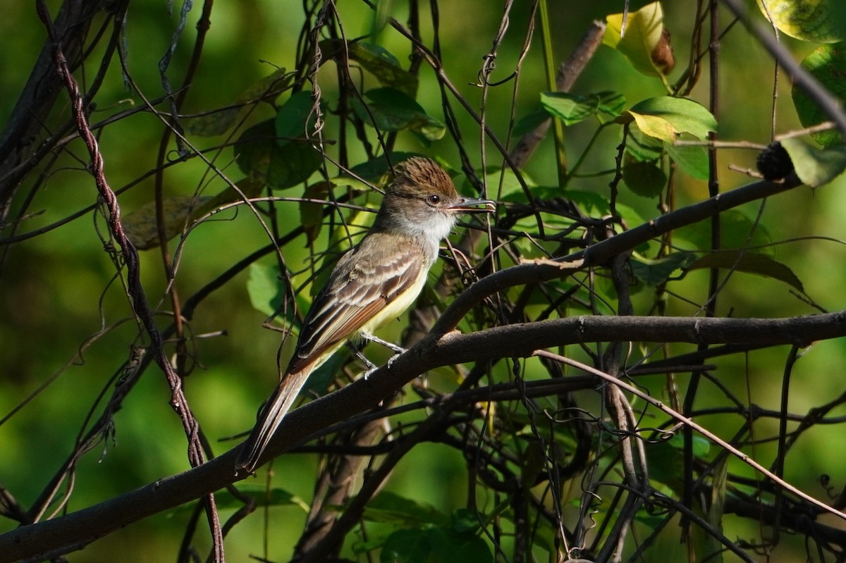 Brown-crested Flycatcher - ML642699317