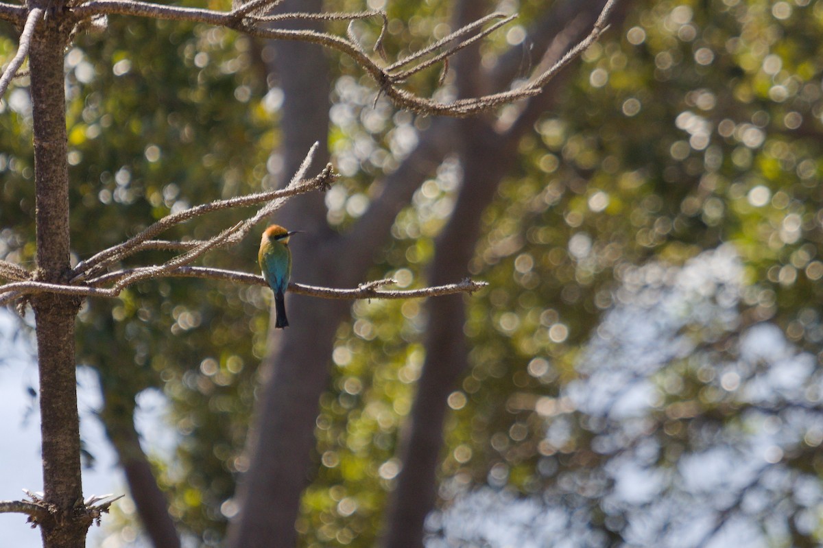 Rainbow Bee-eater - ML642699326