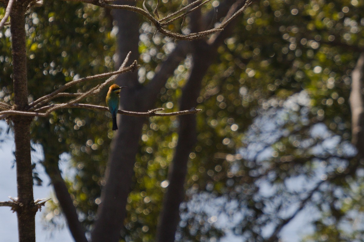 Rainbow Bee-eater - ML642699327