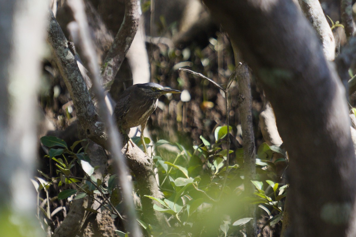 Striated Heron - ML642699331