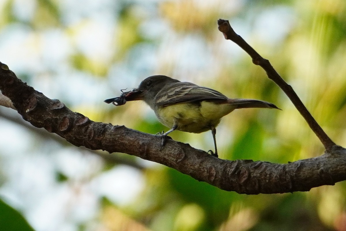Short-crested Flycatcher - ML642699332