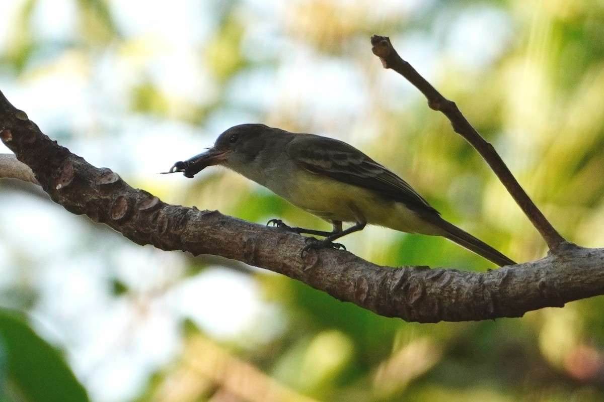 Short-crested Flycatcher - ML642699333