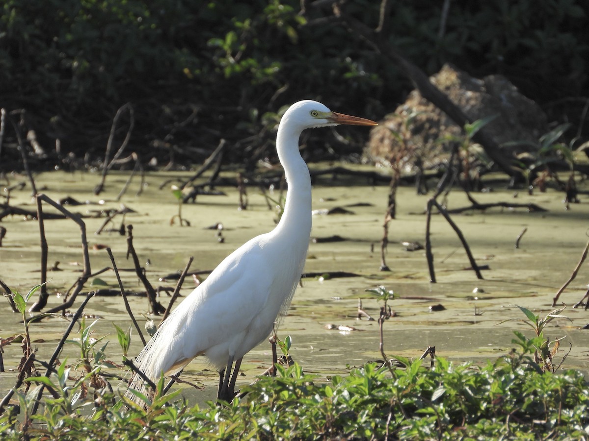 Plumed Egret - ML642699338