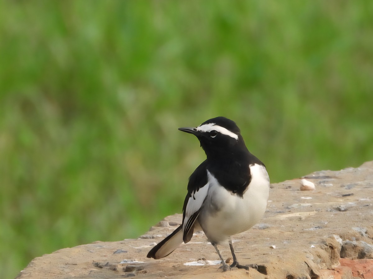 White-browed Wagtail - ML642699344