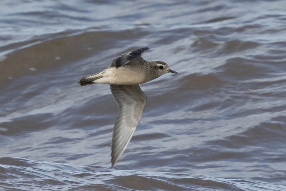 American Golden-Plover - ML642699345