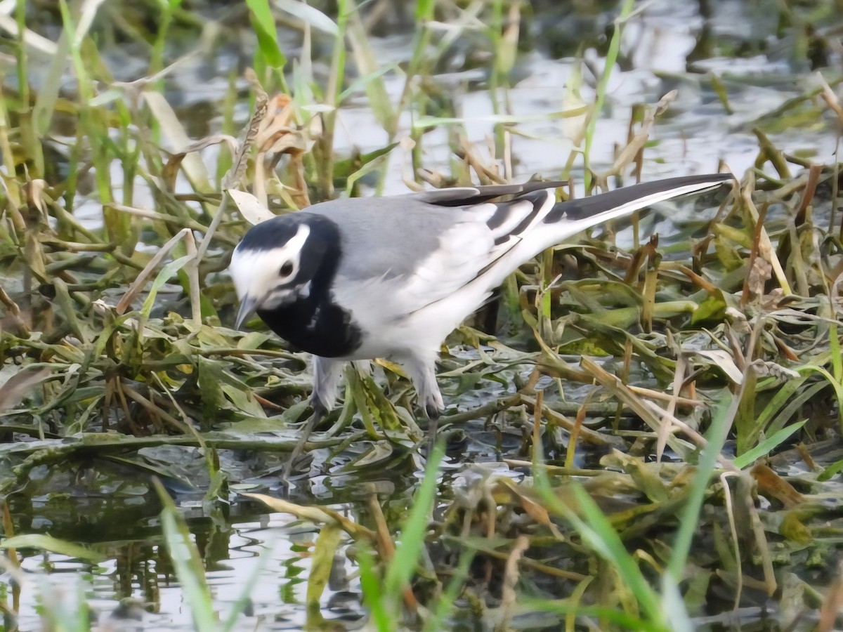 White Wagtail - ML642699384