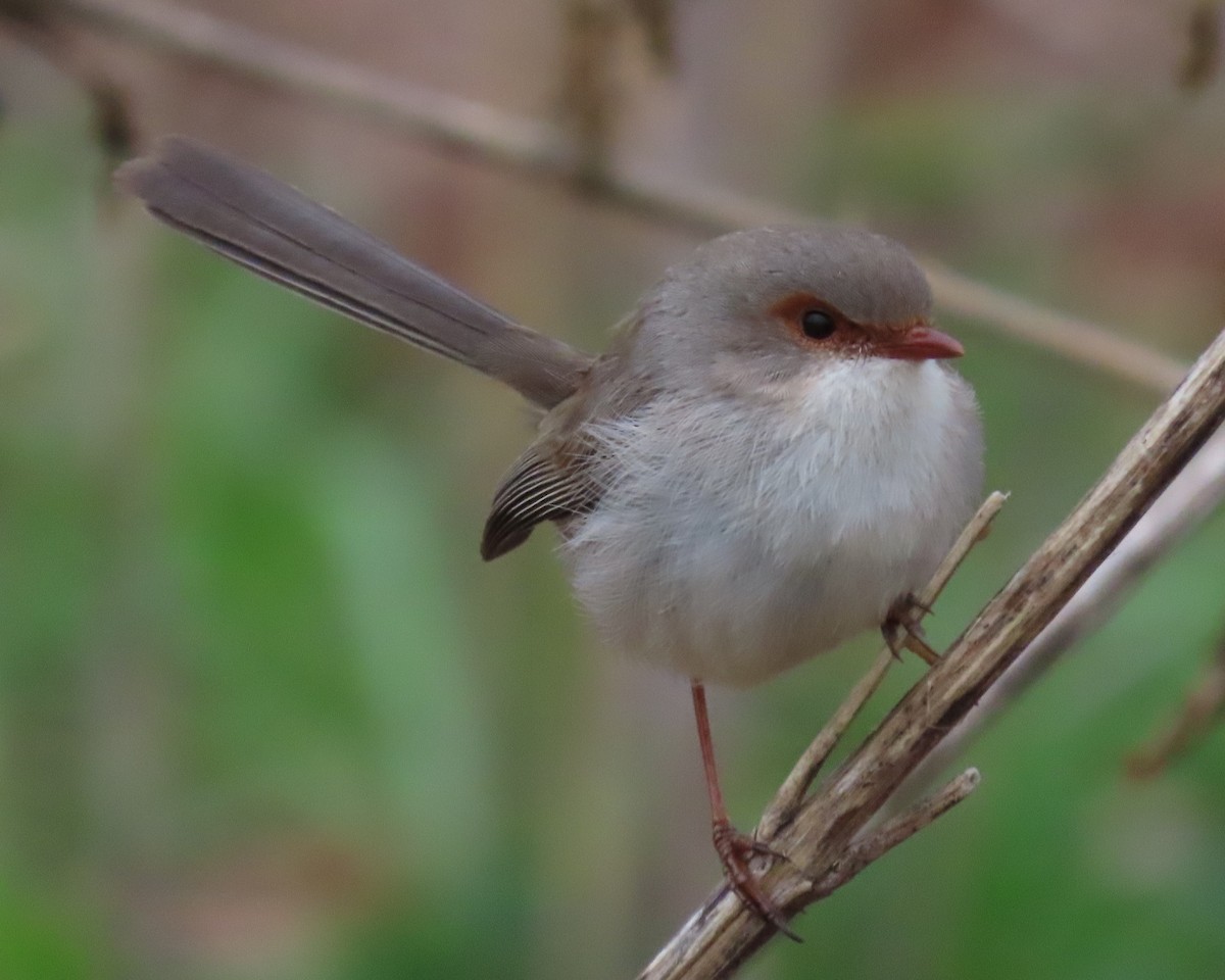 Superb Fairywren - ML642699386