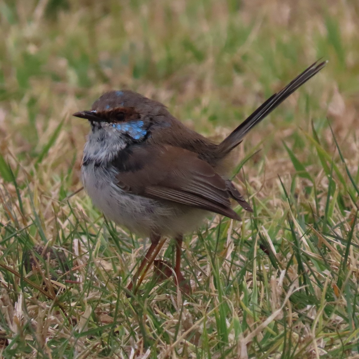 Superb Fairywren - ML642699388
