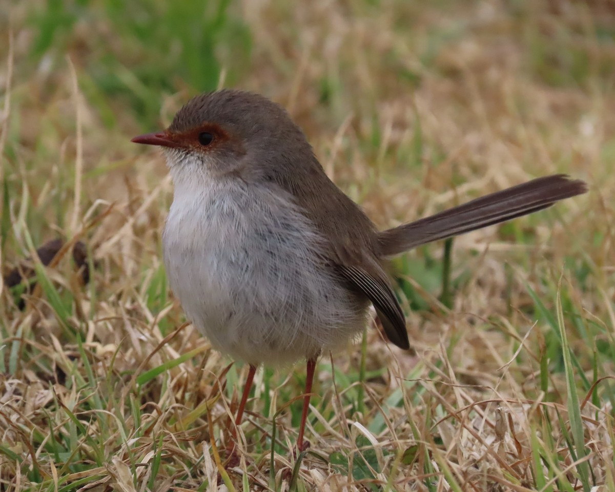 Superb Fairywren - ML642699389