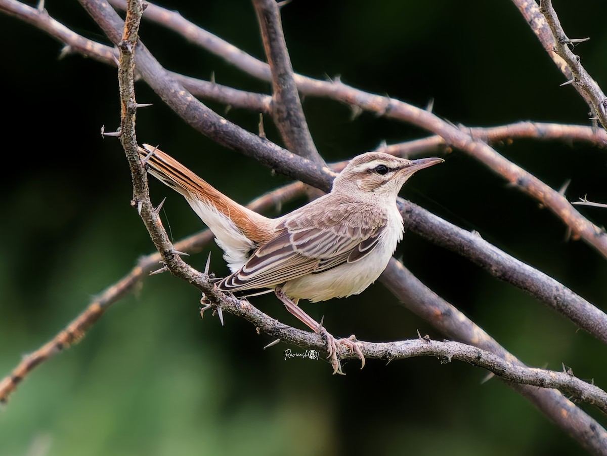 Rufous-tailed Scrub-Robin - ML642699391