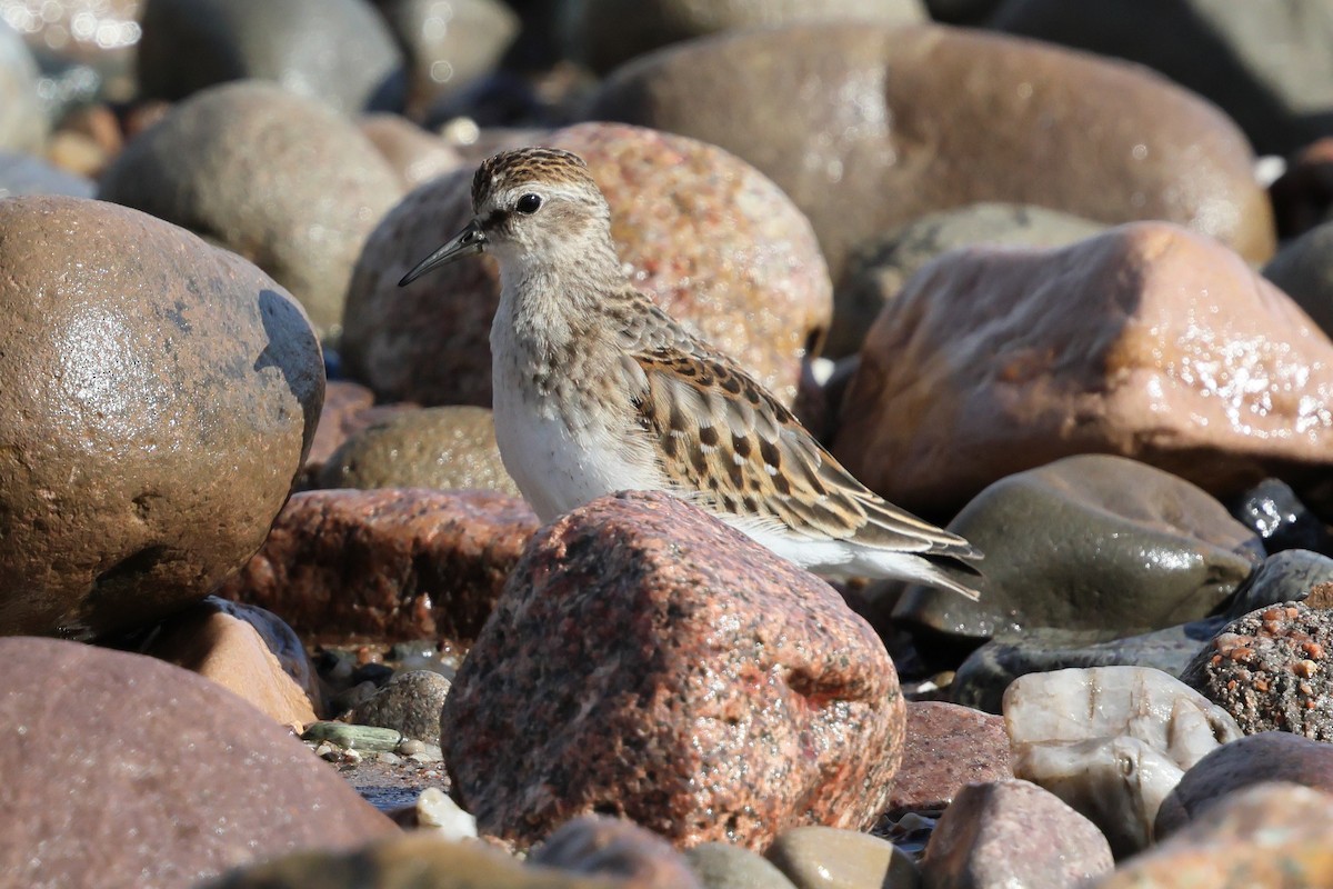 Least Sandpiper - ML642699394