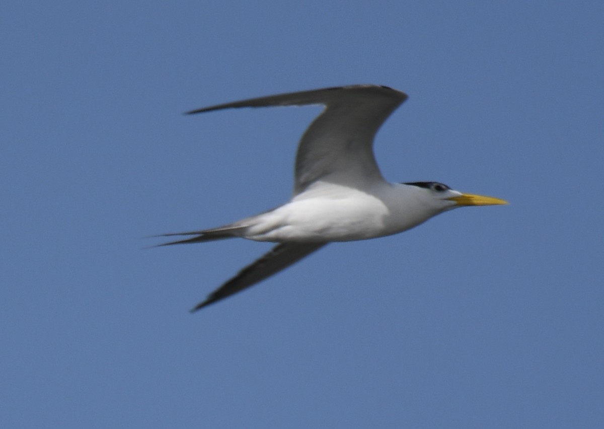 鳳頭燕鷗 - ML642699395
