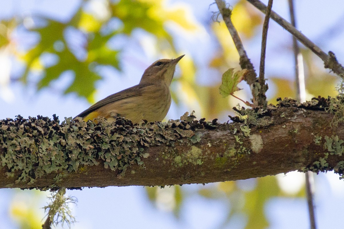 Palm Warbler - ML642699406