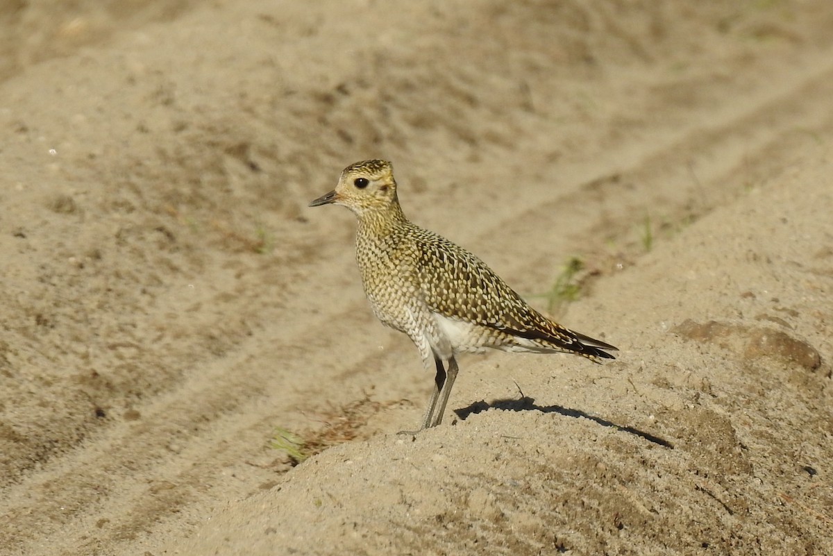 European Golden-Plover - ML642699407