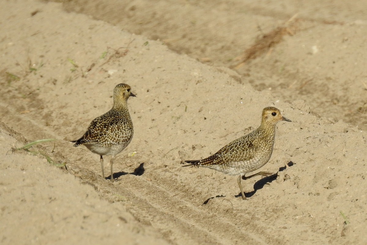 European Golden-Plover - ML642699408